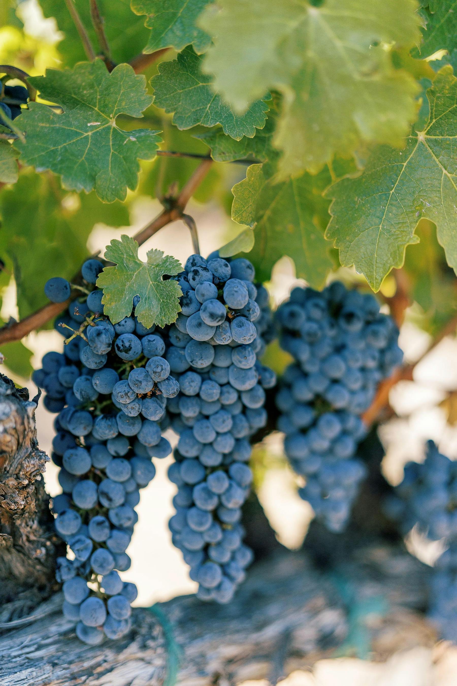 Chimney Rock Winery Vineyard Odyssey Tour & Tasting Napa, CA Tock