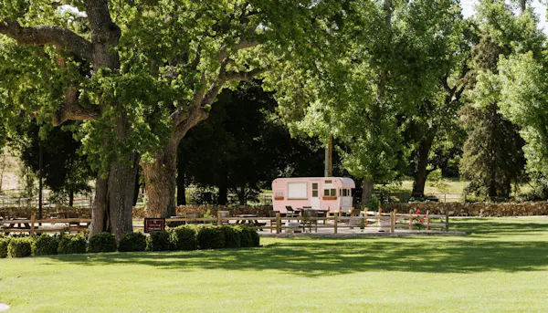 plant, tree, shade, woody plant, grass, building