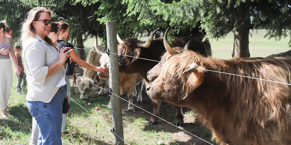bovinae, working animal, livestock, terrestrial animal, pasture, bull
