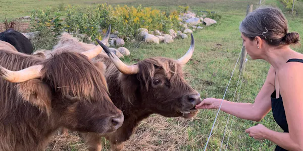 horn, bovinae, bull, working animal, ox, pasture