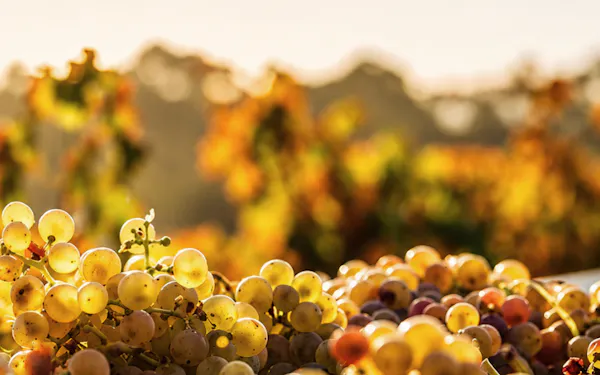 yellow, produce, food, fruit, natural foods, seedless fruit