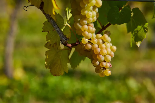 yellow, fruit, grape, seedless fruit, produce, grapes