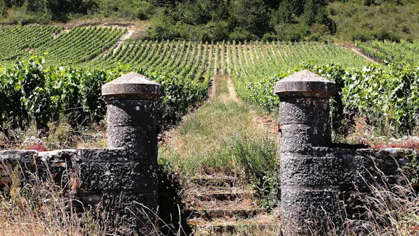rural area, agriculture, plantation, field, soil, vineyard