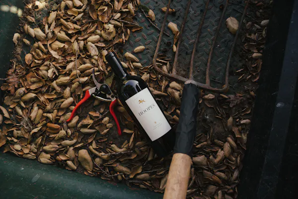 bottle, glass bottle, wine bottle, alcoholic drink, red wine, wine