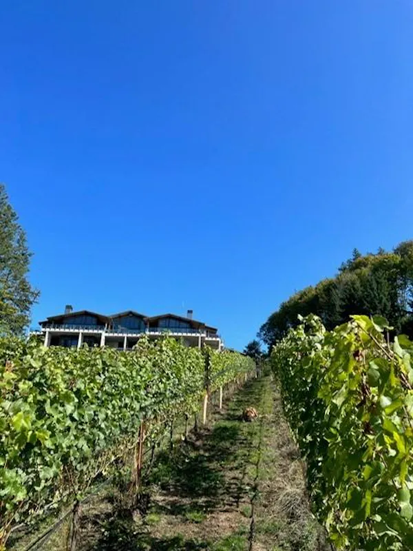 plantation, agriculture, shade, field, vineyard, grapevines