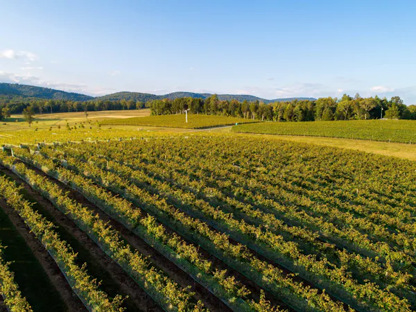 green, agriculture, plantation, field, plain, landscape