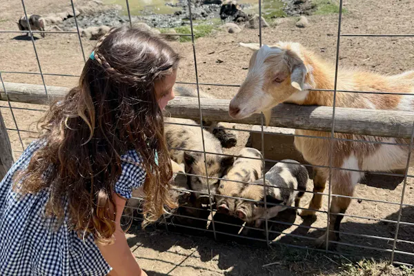 goats, goat, livestock, fence, terrestrial animal, caprinae