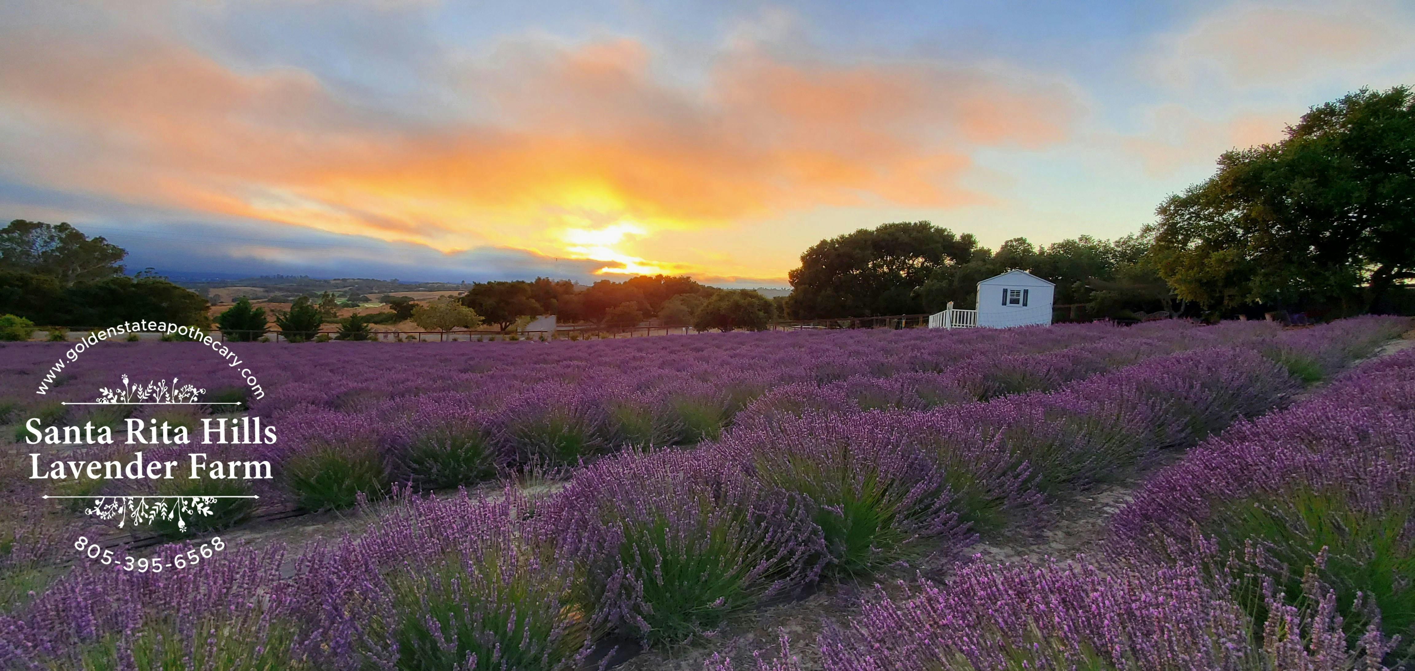 Santa Rita Hills Lavender Farm