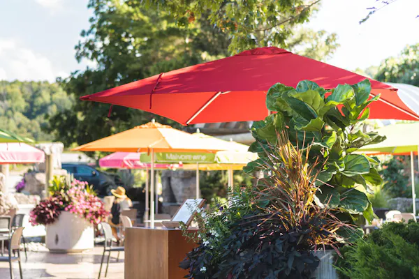 plant, umbrella, flowerpot, shade, table, tree