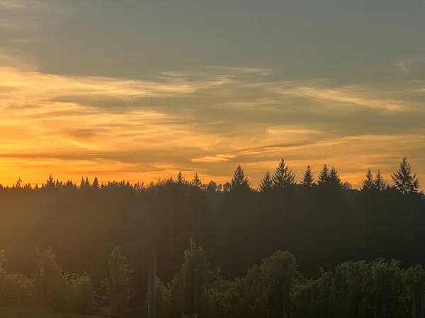 sky, nature, tree, natural environment, leaf, sunset