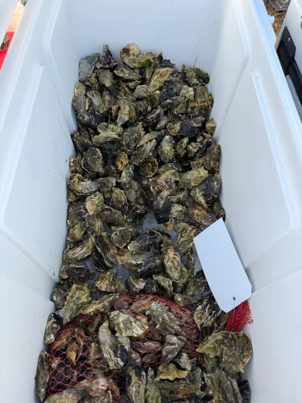 food, bivalvia, seafood, shellfish, oyster, mollusca