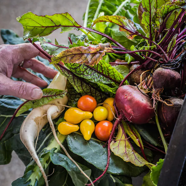 food, botany, leaf, ingredient, plant, natural foods