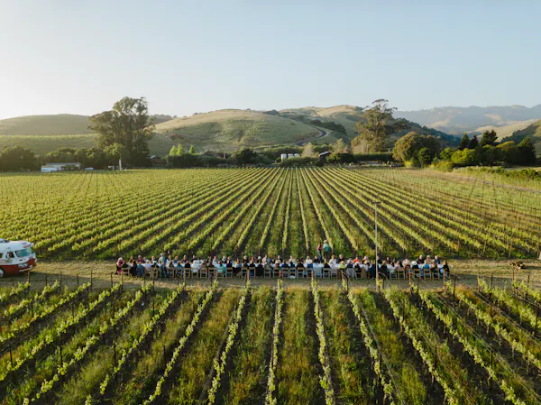 agriculture, plantation, field, crop, vineyard, hill station
