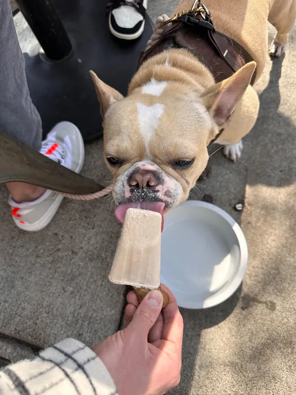 dog, cone, snout, ice cream cone, carnivores, pet supply