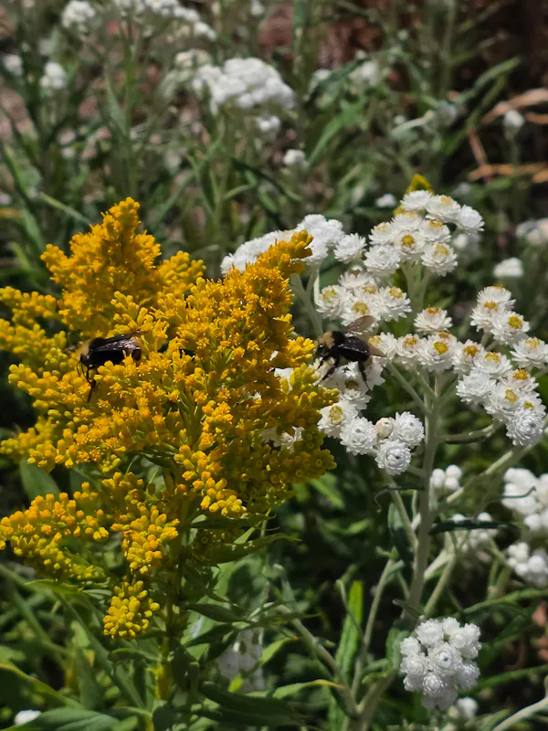 flower, yellow, wildflower, herbaceous plant, forb, pollen