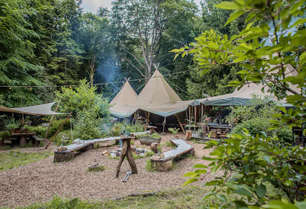 plants, vegetation, plant community, camping, tent, recreation