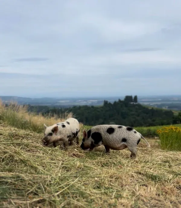 grassland, pasture, field, domestic pig, suidae, terrestrial animal