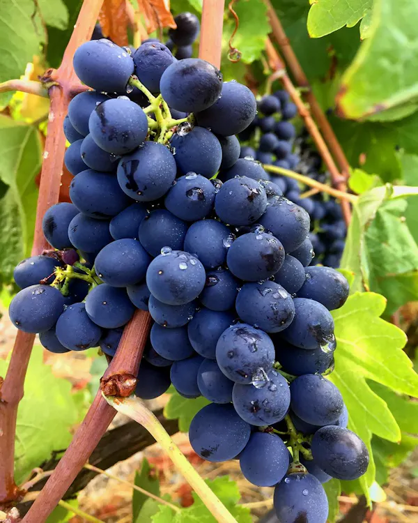 fruit, produce, food, grape, seedless fruit, fruit tree