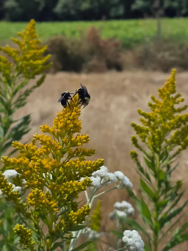yellow, wildflower, giant goldenrod, herbaceous plant, forb, beak