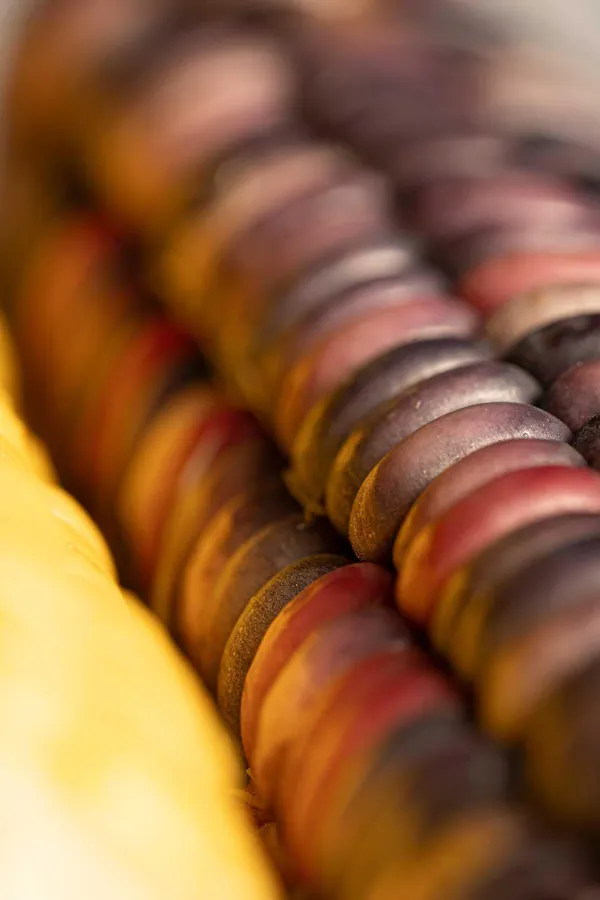 red, orange, brown, close-up, macro photography, still life photography
