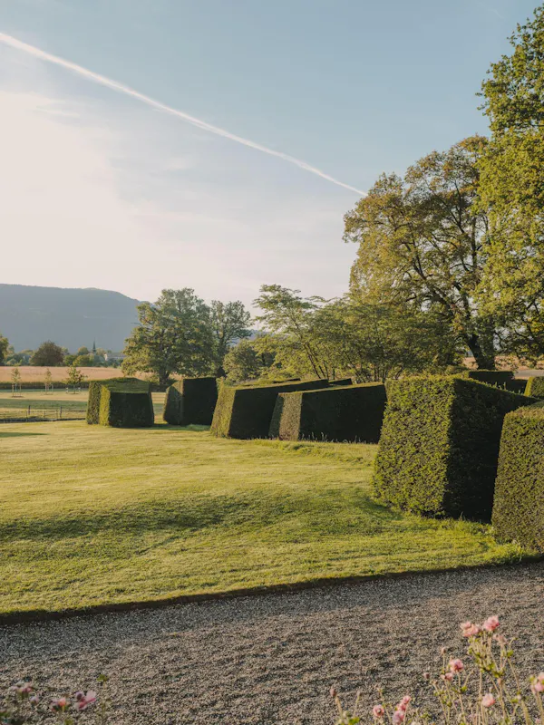 green, grass, nature, leaf, vegetation, natural landscape