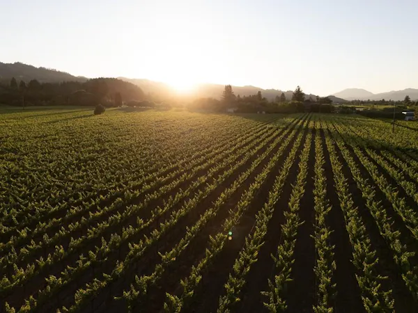 agriculture, plantation, field, plain, crop, sunlight