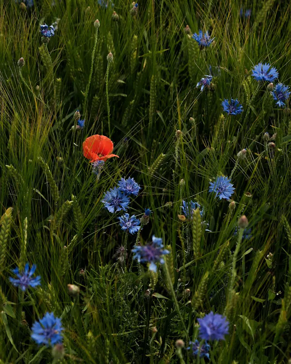 flower, blue, green, plants, petal, meadow