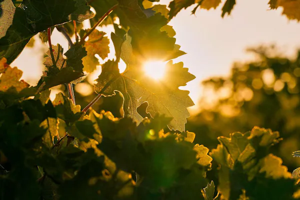 yellow, sunlight, orange, evening, agriculture, backlighting