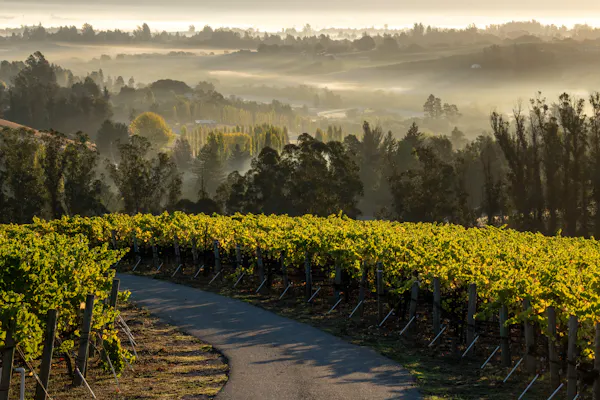 agriculture, plantation, sunlight, field, vineyard, crop