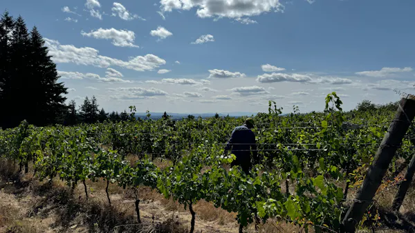 agriculture, plantation, field, vineyard, grapevines, grapes