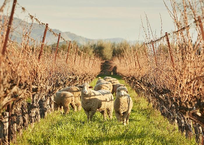 Honig Vineyard & Winery