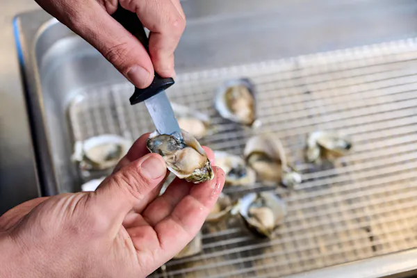 food, seafood, ingredient, bivalvia, oyster, shellfish