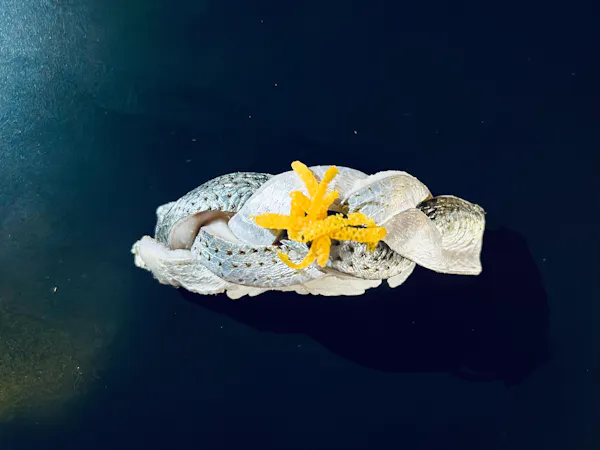 liquid, flower, plant, fluid, organism, petal