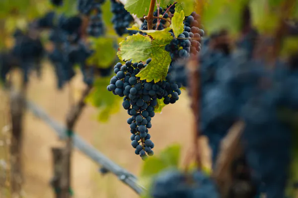 fruit, produce, grape, seedless fruit, natural foods, fruit tree