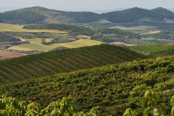 agriculture, hill, plantation, highland, field, plain