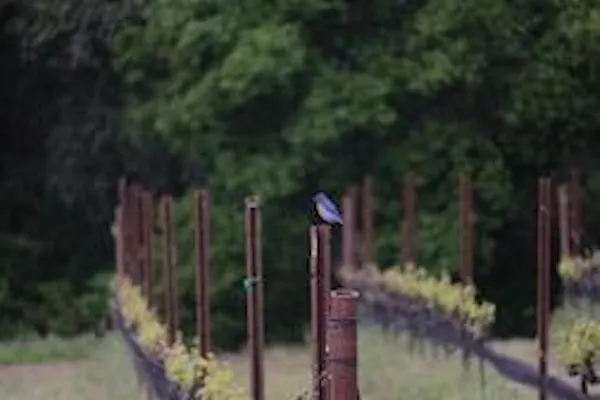 plant, bird, wood, asphalt, road surface, terrestrial plant