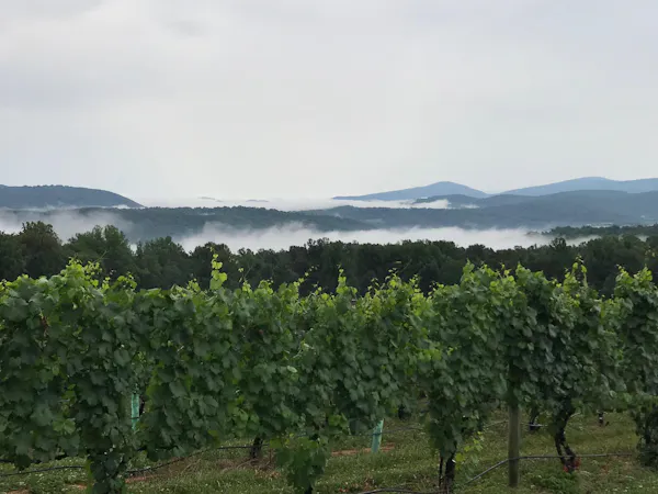 hill station, vegetation, highland, tree, vineyard, atmospheric phenomenon