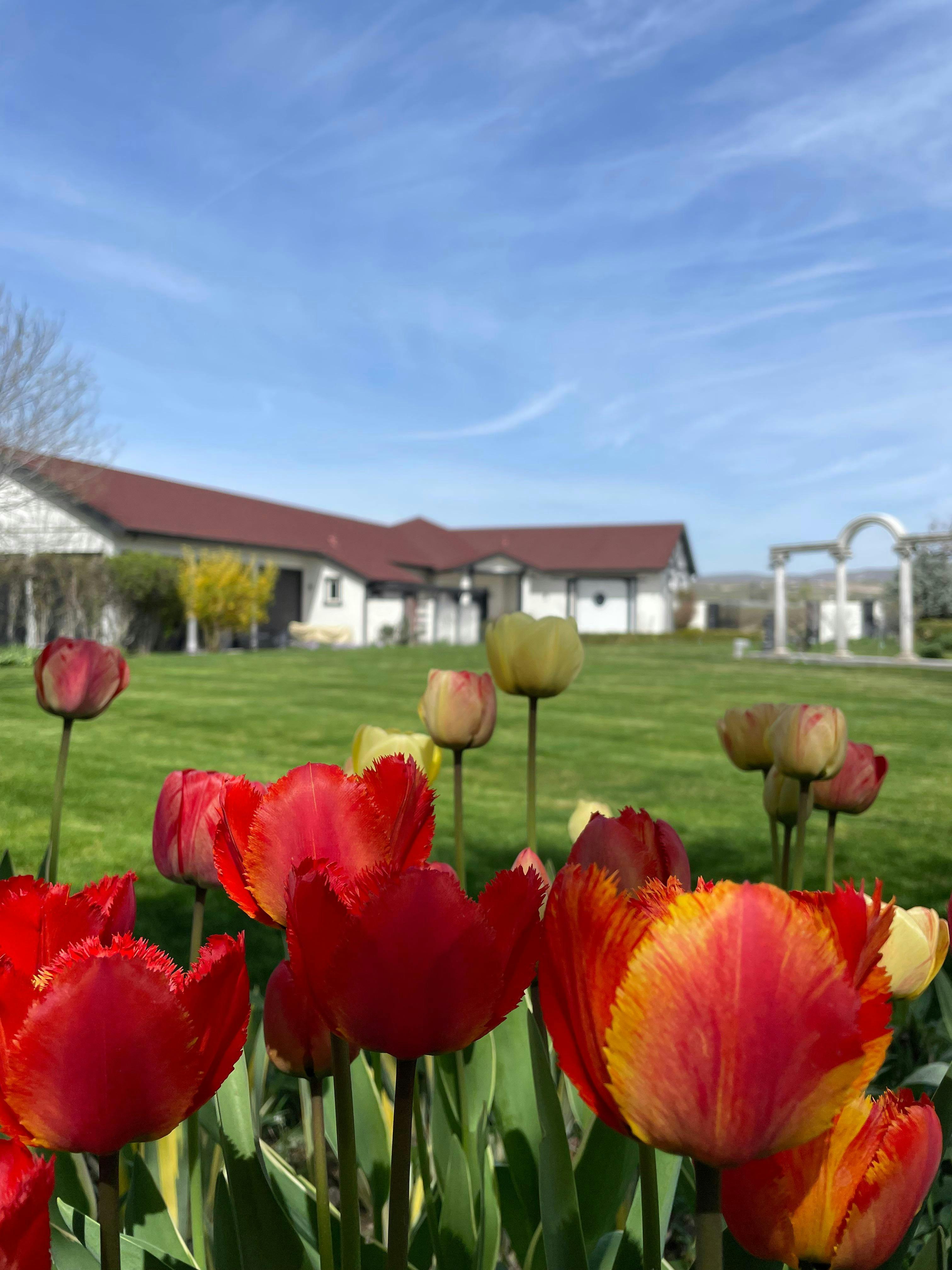 Sheridan Vineyard