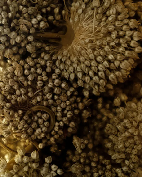brown, close-up, natural material, macro photography