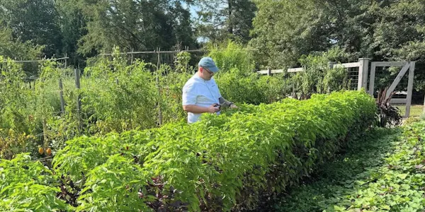 green, plants, shrub, agriculture, plantation, farmworker