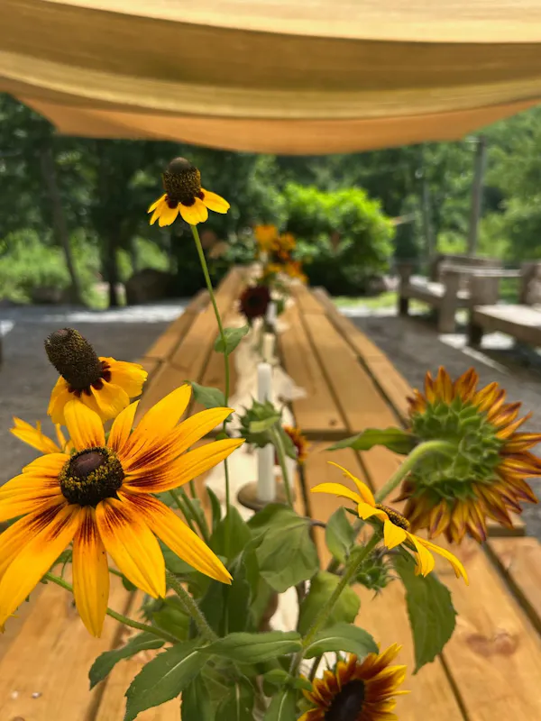 flower, petal, yellow, common sunflower, garden, flowering plant