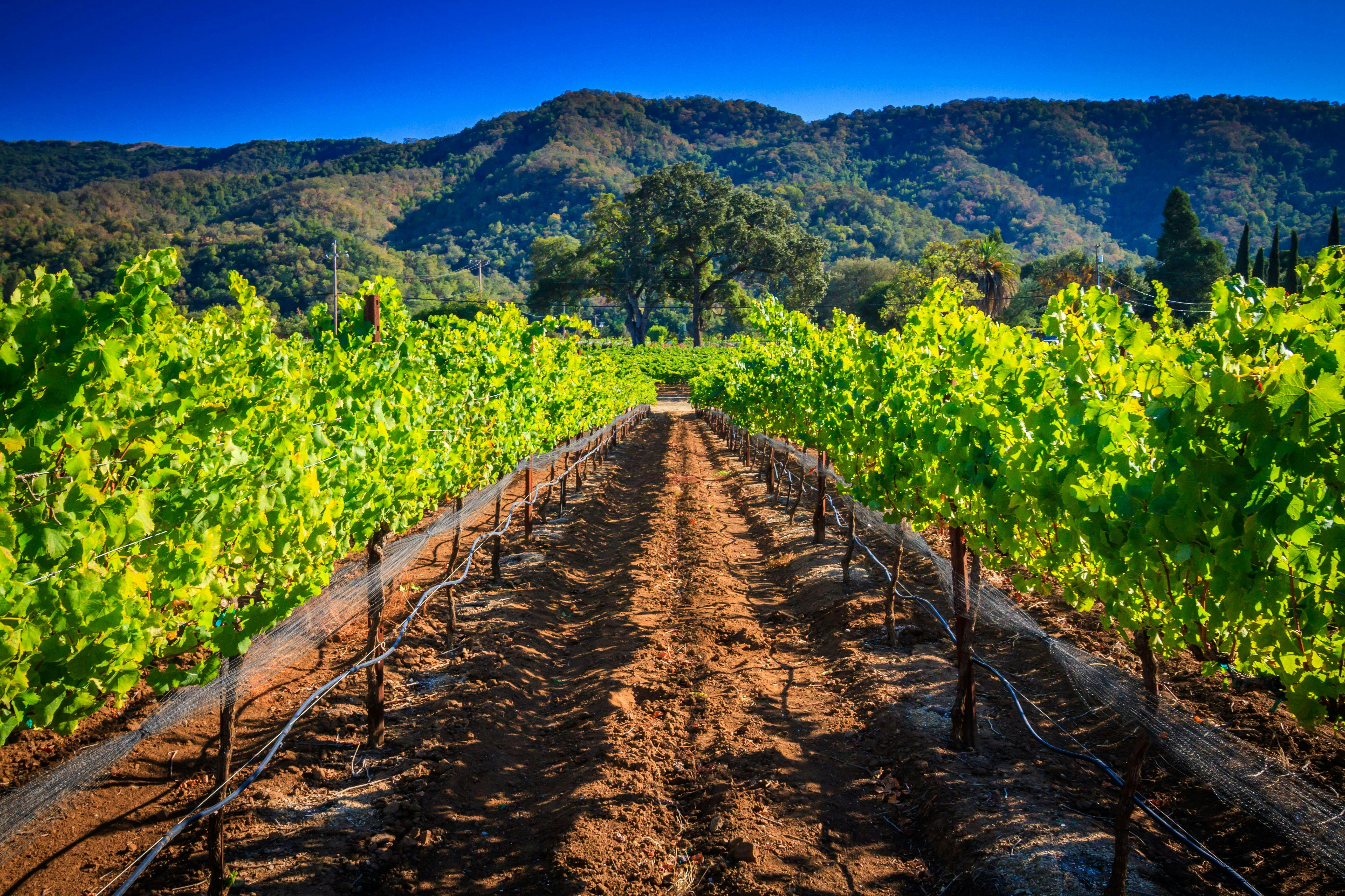Sarah's Vineyard