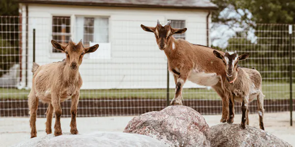 goat, goats, terrestrial animal, caprinae, snout, fur