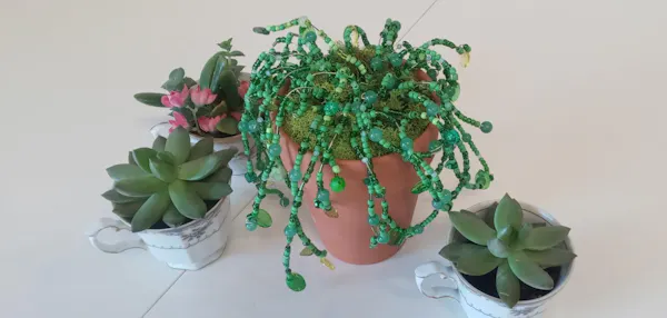 succulent plant, flowerpot, natural material, cactus, houseplant, stonecrops