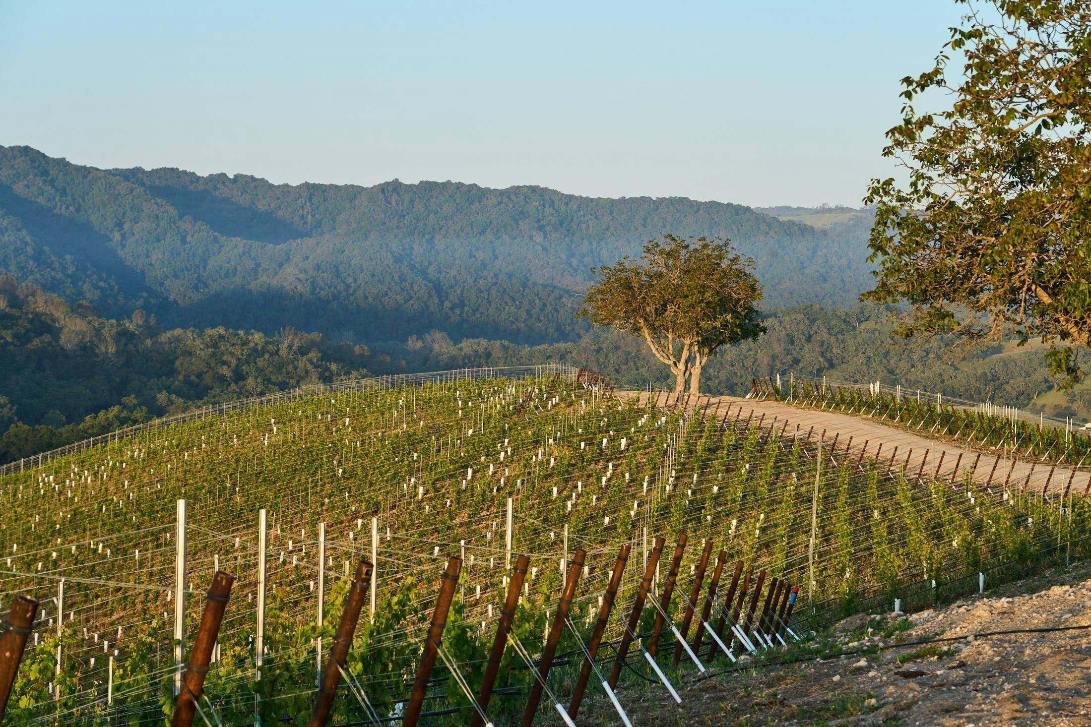 San Simeon Estate