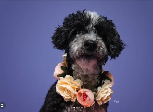 dog, vertebrate, carnivores, black, snout, petal