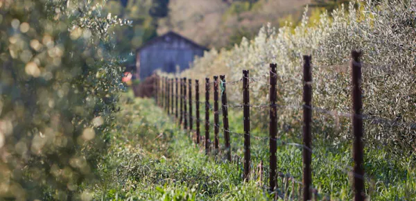 agriculture, plant community, plantation, field, crop, vineyard