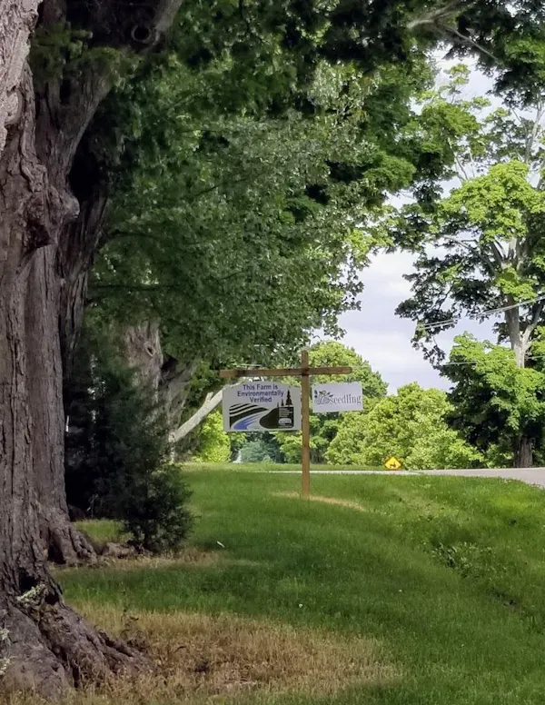 tree, grass, leaf, branch, shrub, lawn