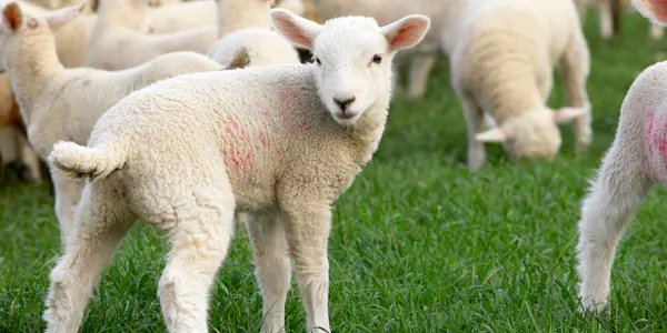 sheep, grass, vertebrate, ovis, terrestrial animal, snout