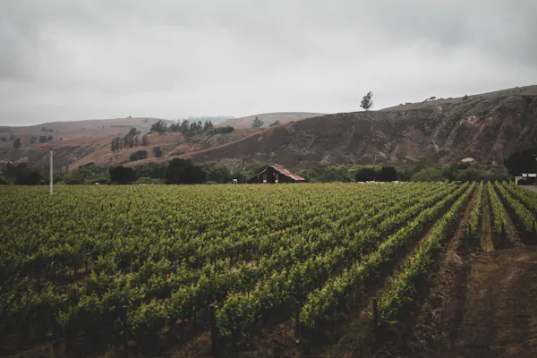 hill, agriculture, highland, plantation, rural area, field